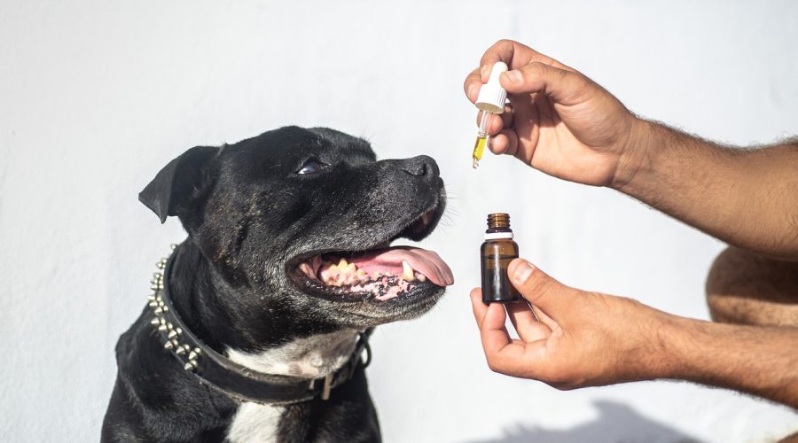 CBD Oil for Dogs The Science Behind Its Healing Powers