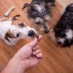 CBD Oil Dosage for Dogs How to Find the Perfect Amount for Your Pup